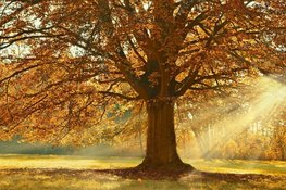 Eerst wind en regen, later in de week droog en rustig herfstweer