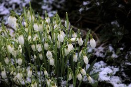 Maart roert zijn staart: zonneschijn gevolgd door (winterse) buien