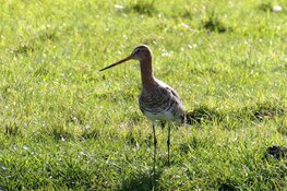 Subsidie voor behoud en herstel van boerenlandvogels