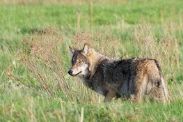 Drenthe stemt in met het nieuwe wolvenplan: betere regels voor veehouders