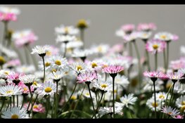 Afsluiting programma Duurzame Bollenteelt Drenthe