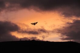 Onderzoek naar beschermde dieren