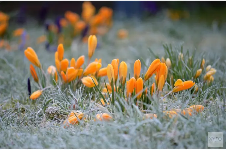 Redelijk zacht weekend, doordeweeks stijgt kans op nachtvorst