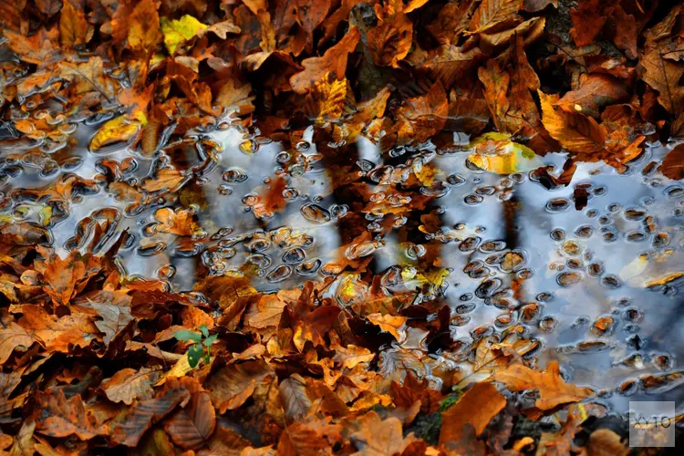 Guur herfstweekend, daarna tijdelijk zachter weer